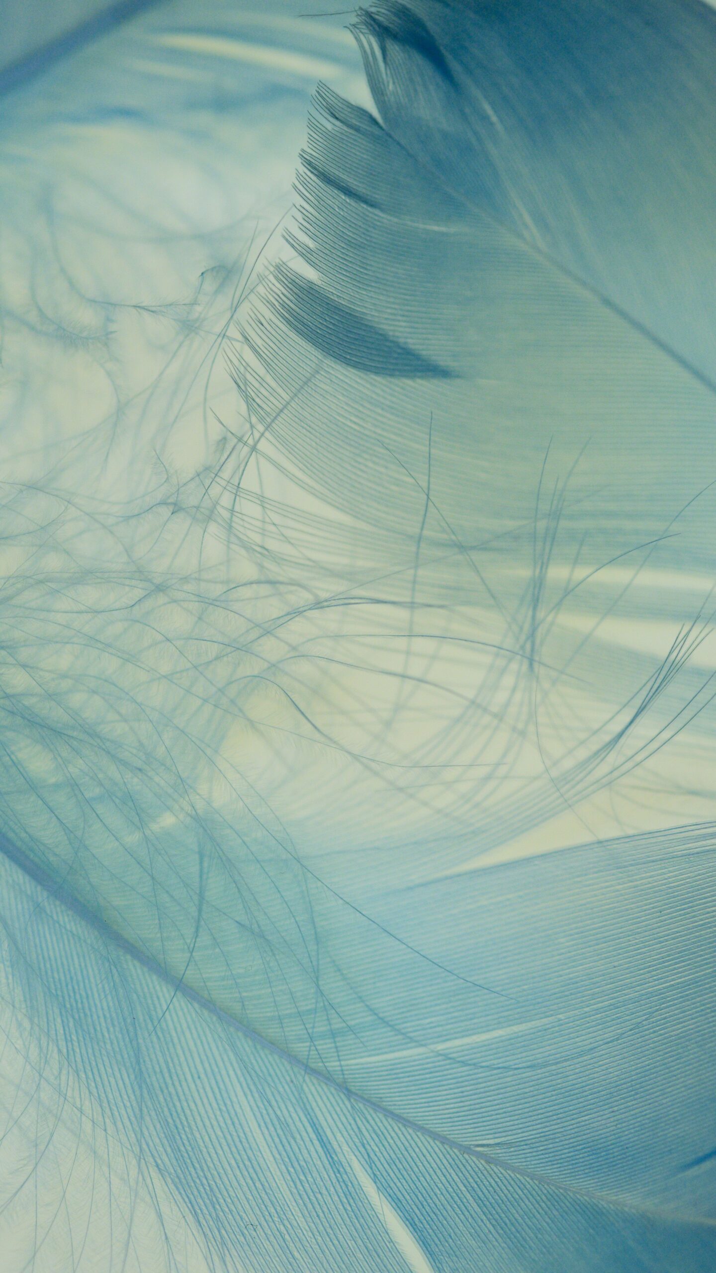 Close-up of flowing blue feathers, showcasing intricate details and soft textures.